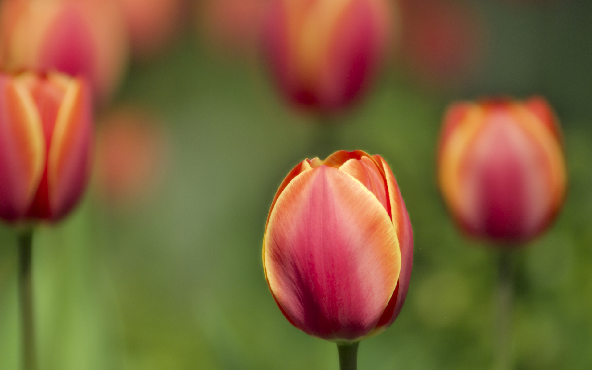 Tulips Macro Shot9339819568